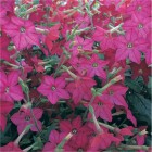 nicotiana-perfume-bright-rose.jpg