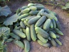okurka-sonada-parteno7-2006-042.jpg