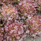 p3861-semo-zelenina-salat-listovy-dubared-500x500.jpg