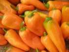 paprika-hamik-hortikomplex-9-2007-040_1.jpg