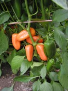 paprika-hamik_1.jpg