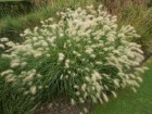 pennisetum-villosum.jpg