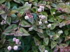 persicariacapitherb5.jpg