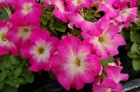 rose-morn-9.jpg