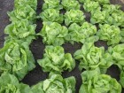 salat-humil-4-2007-007.jpg