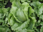 salat-maximo-1-6-2003.jpg