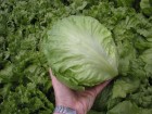 salat-maximo-6-2006-054_1.jpg