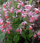 salvia.jpg
