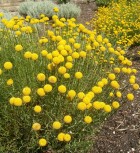 santolina-rosmarinifolia-botgardbln07122011b.jpg