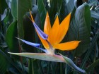 strelitzia-reginae-1.jpg