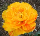 sunlover-tulip.jpg