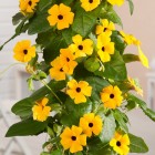 thunbergia-alata_1.jpeg
