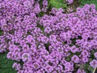 thymus-serpyllum-pictures.jpg