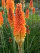 trytoma-groniasta-kniphofia-uvaria-2911.jpg