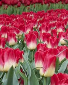 tulip-match6.jpg