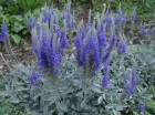 veronica-spicata-subsp-incana-1.jpg