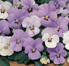 viola-cornuta-sorbet-ytt5.jpg