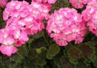 wpe31a-bv-rose-431det-dob-z2.jpg
