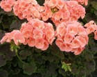 wpe32a-bv-salmon-436dob-z2.jpg