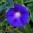 072227469-ipomoea-purpurea-3.jpg