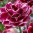 tulpe-dream-touch.jpg