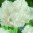 snow-crystal-flo05625-500x500_1.jpg