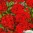 gozdzik-brodaty-scarlet-beauty.jpg