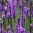 liatris.jpg