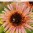 astra-rose.jpg