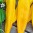 Corno-Giallo-foto-P.-Gajdostin.jpg