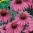 echinacea1.jpg