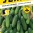 2326-okurka-nakl-husto-harriet-f1_1.jpeg