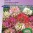 cleome_spinosa_colour_fountain_mix_full.jpg