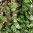 RUBRA.jpg