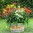 Echinacea-Polly-Nation-Mix-setting-2-616x576.jpg