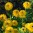 maya_rudbeckia.jpg