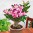adenium.jpg