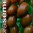 bio-black-plum-10-s.jpg