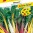 4908-semo-zelenina-mangold-mixture-colour.jpg