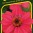 9596-semo-kvetiny-letnicky-ostalka-raspberry.jpg