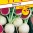 3331-redkev-seta-red-meat-asie.jpeg