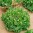 3863-semo-zelenina-salat-listovy-dubagold2.jpg