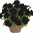 BlackBerry.jpg