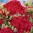 scarlet-beauty.jpg