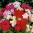 Phlox-mix.jpg