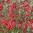 Penstemon-barbatus-Twizzle.jpg