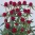 gomphrena_haag_arlaterven_b_web_z1.jpg