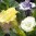 DATU_BALLERINA_S13076.jpg