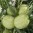 Gomphocarphus_Hairy_Balls_web.jpg