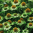 Echinacea_Purpurea_Alans_Pride.png
